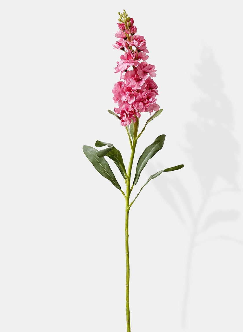 31 in Pink Snapdragon