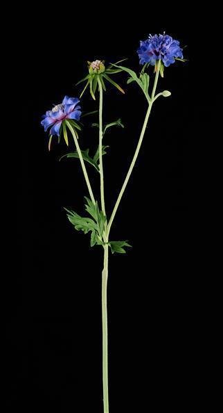 28.25"L SCABIOSA SPRAY BLUE