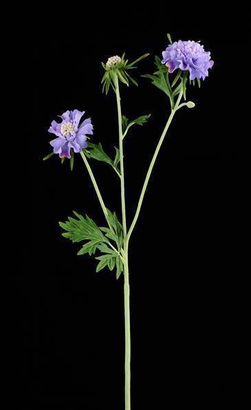 28.25"L SCABIOSA SPRAY LAVENDER