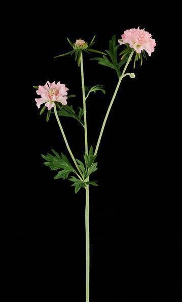 28.25"L SCABIOSA SPRAY LIGHT PINK