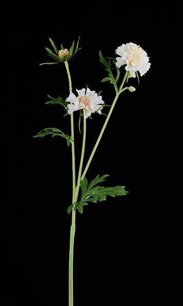 28.25"L SCABIOSA SPRAY WHITE