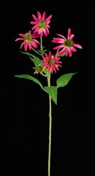 28.5"L CONEFLOWER SPRAY MAGENTA