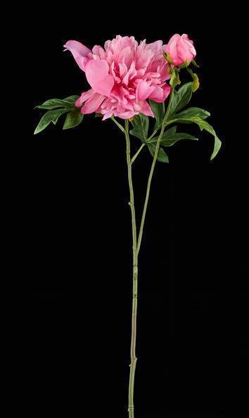 28.75"L PEONY SPRAY PINK