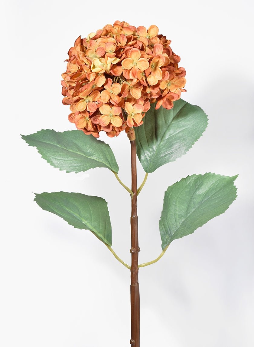 31 in Burnt Orange Hydrangea