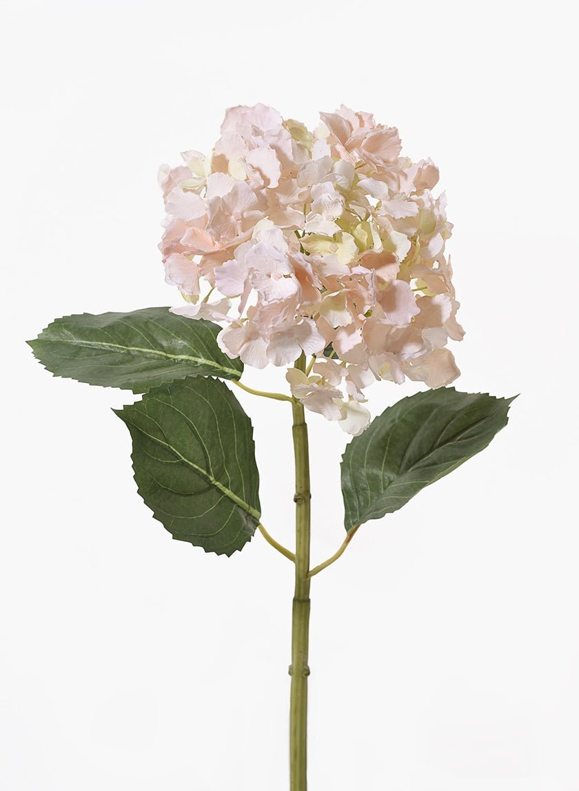 31 in Light Pink Hydrangea