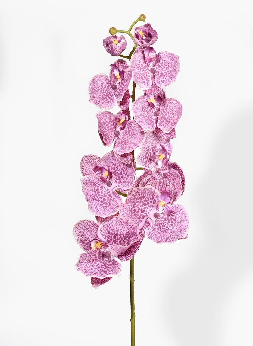 31 in Purple Phalaenopsis Orchid