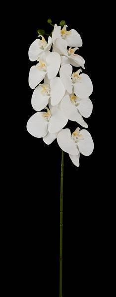 31"L PHALAENOPSIS ORCHID SPRAY WHITE