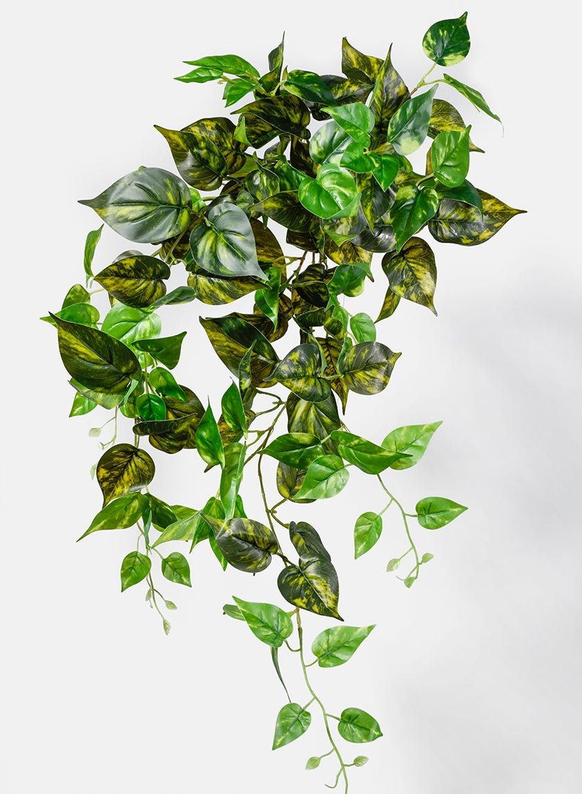 32 in Marble Pothos Hanging Bush