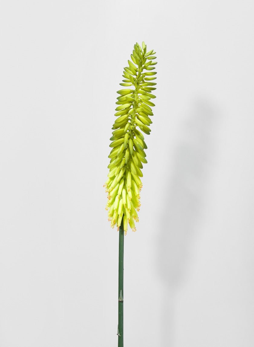 34 in Cape Aloe Flower, Green