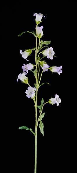 34.5"L CAMPANULA SPRAY PURPLE