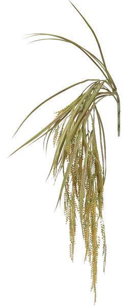 34"L HANGING WHEAT/GRASS SPRAY NATURAL