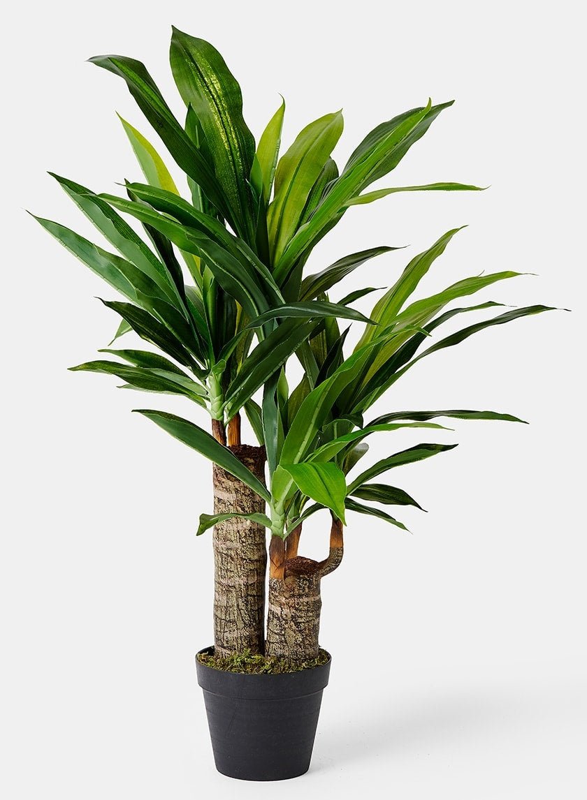 35 in Artificial Dracaena