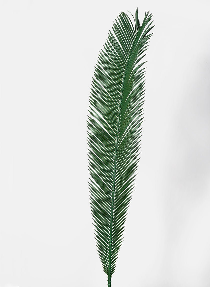 35 in Cycas Palm Branch