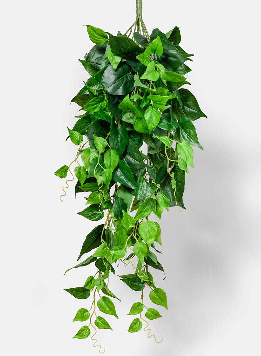 35 in Jade Pothos Hanging Bush