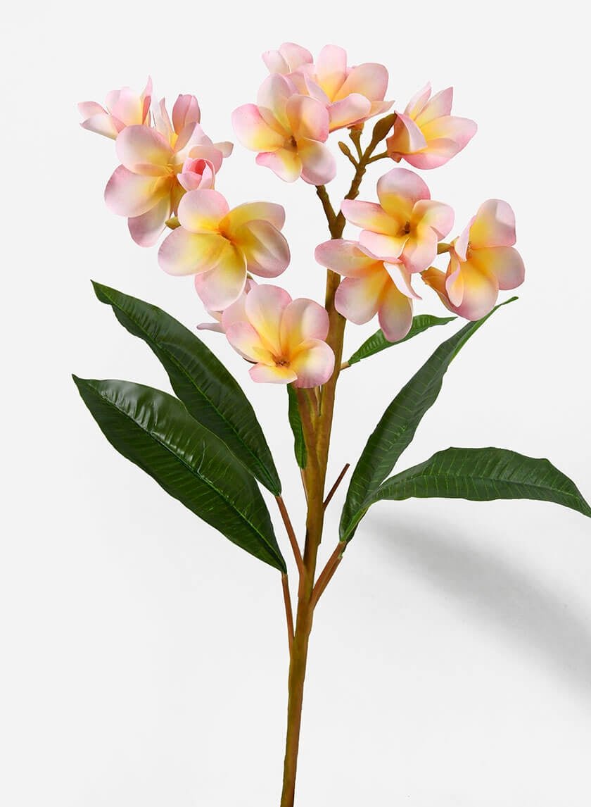 35 in Pink Frangipani Spray