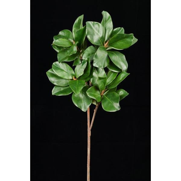 36"L GREEN MAGNOLIA LEAF SPRAY