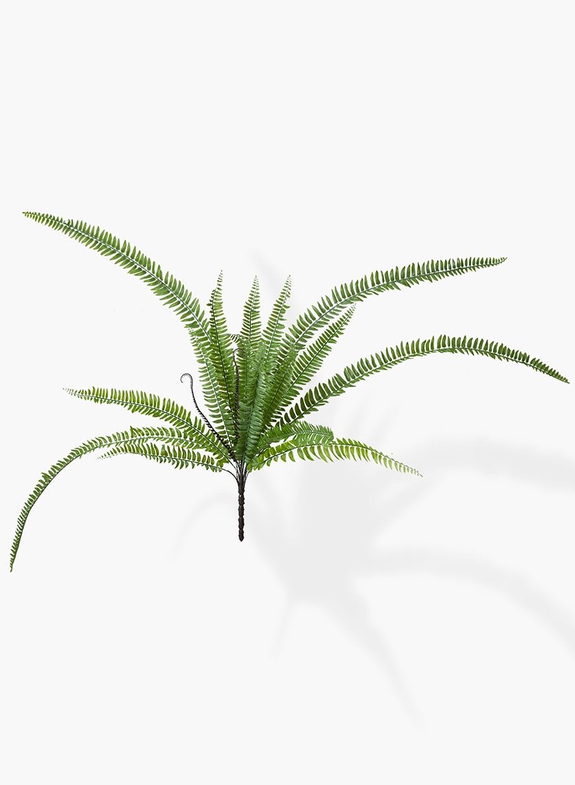 37 in Giant Boston Fern Pick