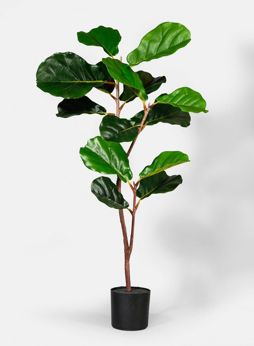 40 in Fiddle Leaf Fig Plant