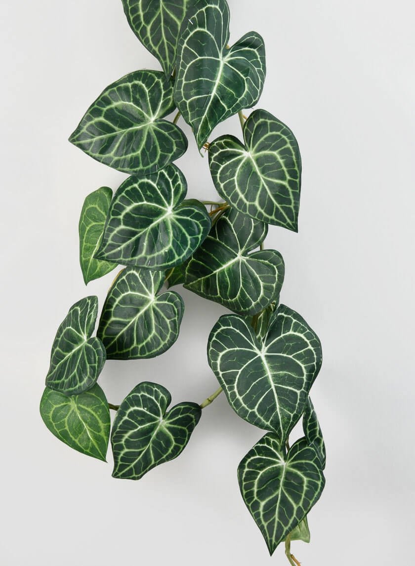 41 in Anthurium Leaf Vine