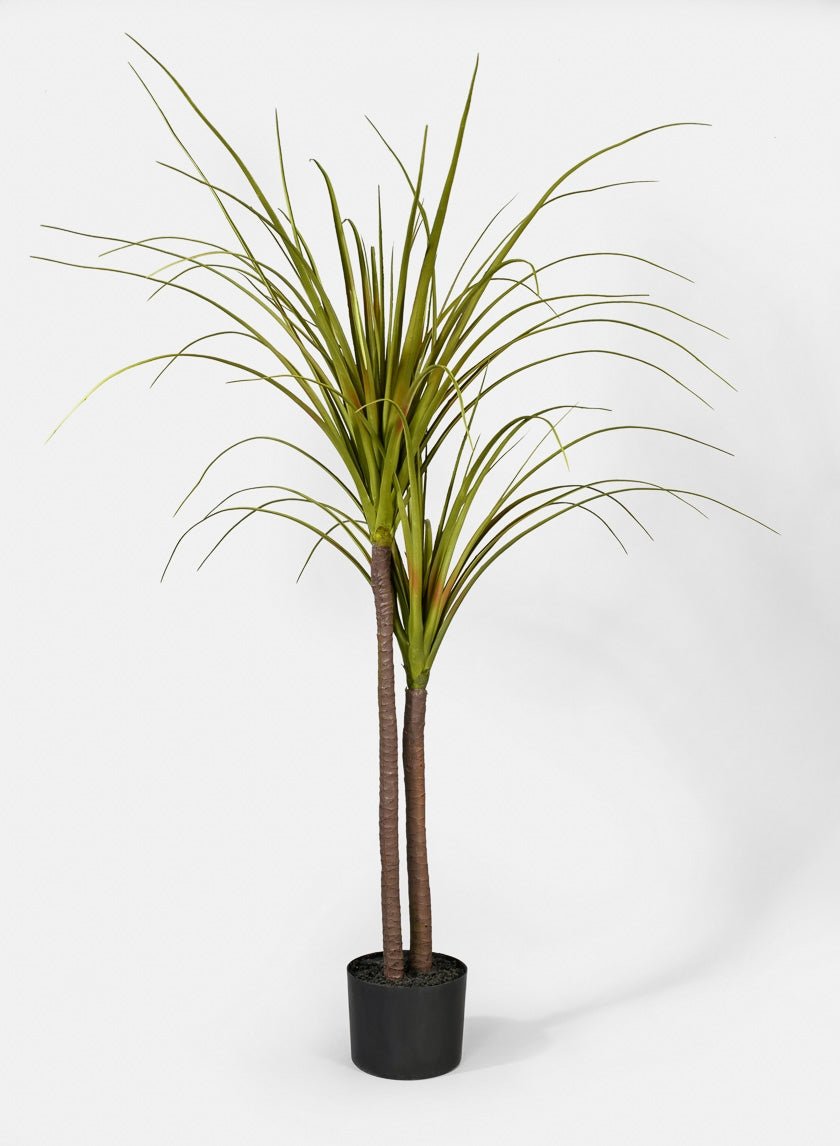 43 in Dracaena Plant