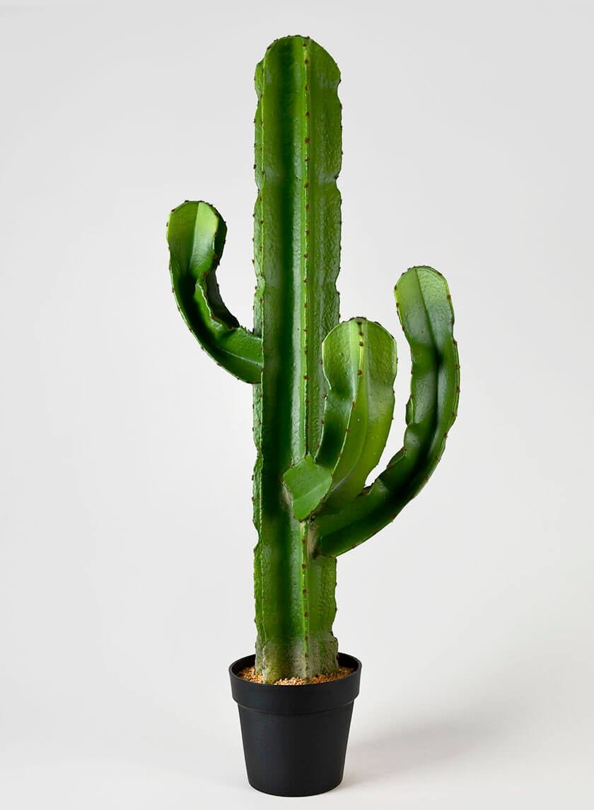 44 in Candelabra Cactus