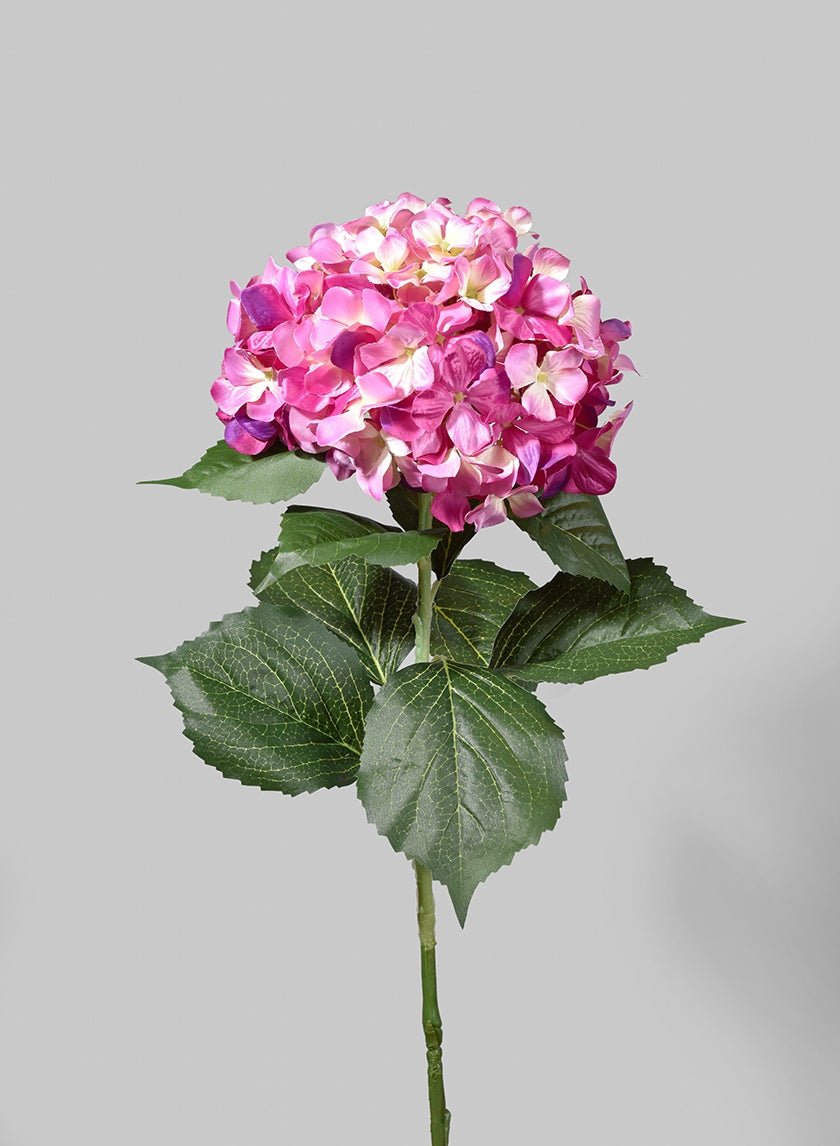 44 in Giant Pink Hydrangea