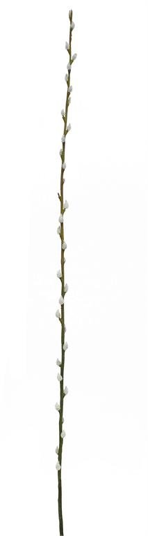 46" PUSSY WILLOW BRANCH CREAM WITH GREEN STEM