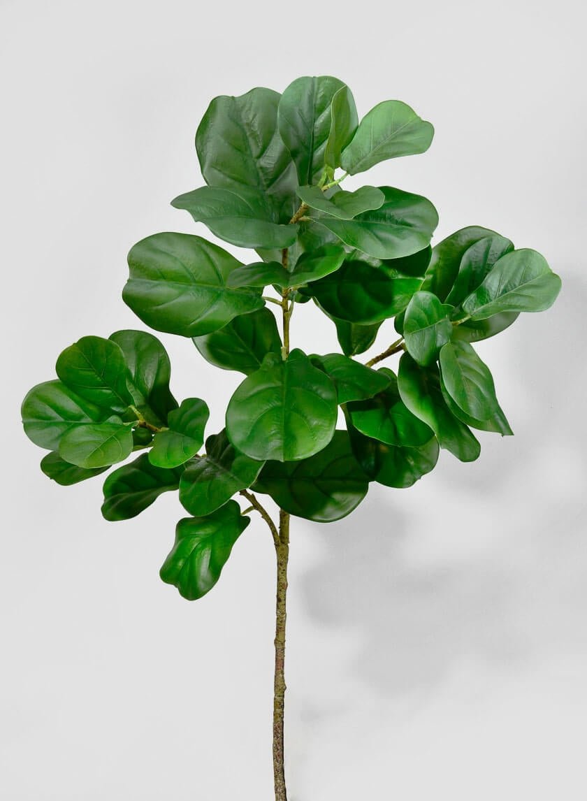 47 in Fiddle Leaf Fig Branch