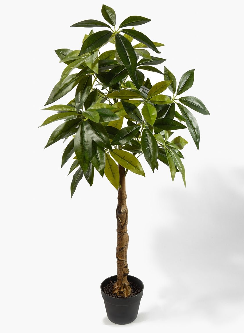 47 in Money Tree Plant