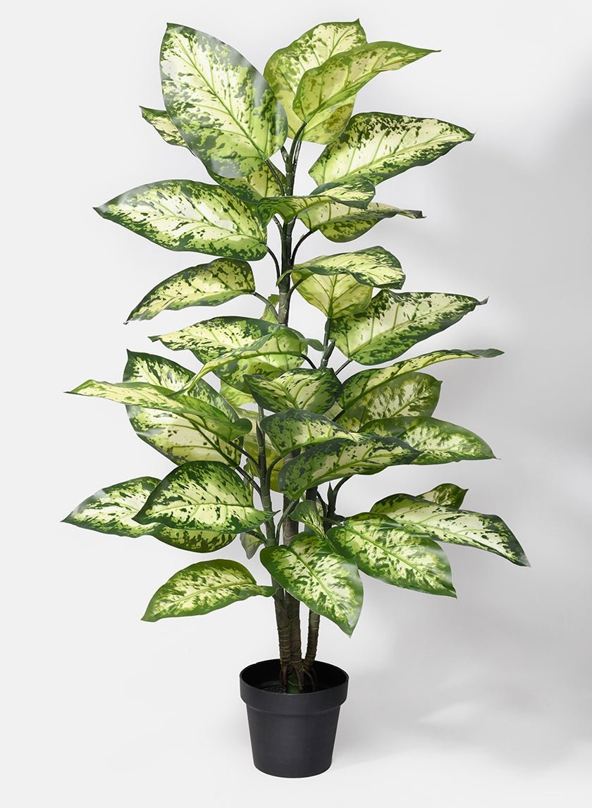 47 in Splash Dieffenbachia Plant