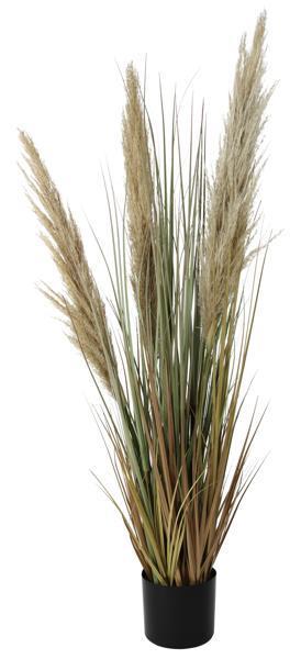 48"H DRIED PAMPAS GRASS W/POT *MINIMUM 4* BEIGE/GREEN/BROWN