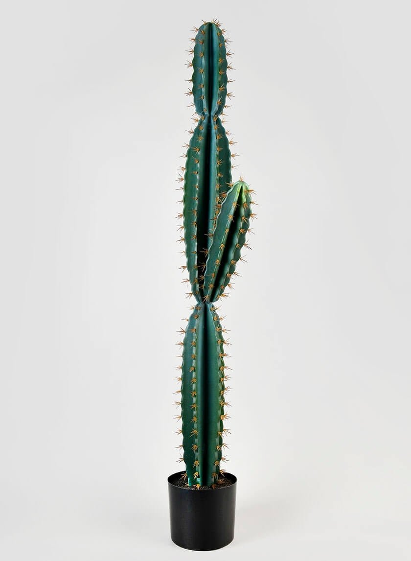 51 in Blue Torch Cactus