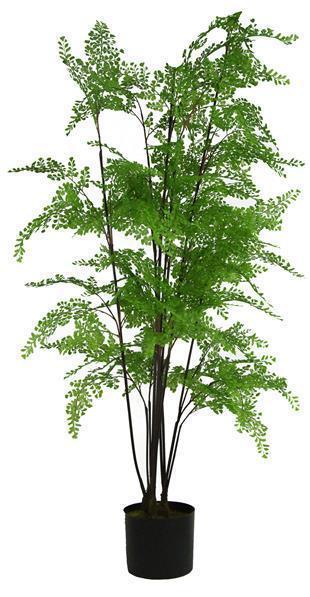 51" POTTED MAIDENHAIR FERN PLANT **MINIMUM 2** GREEN