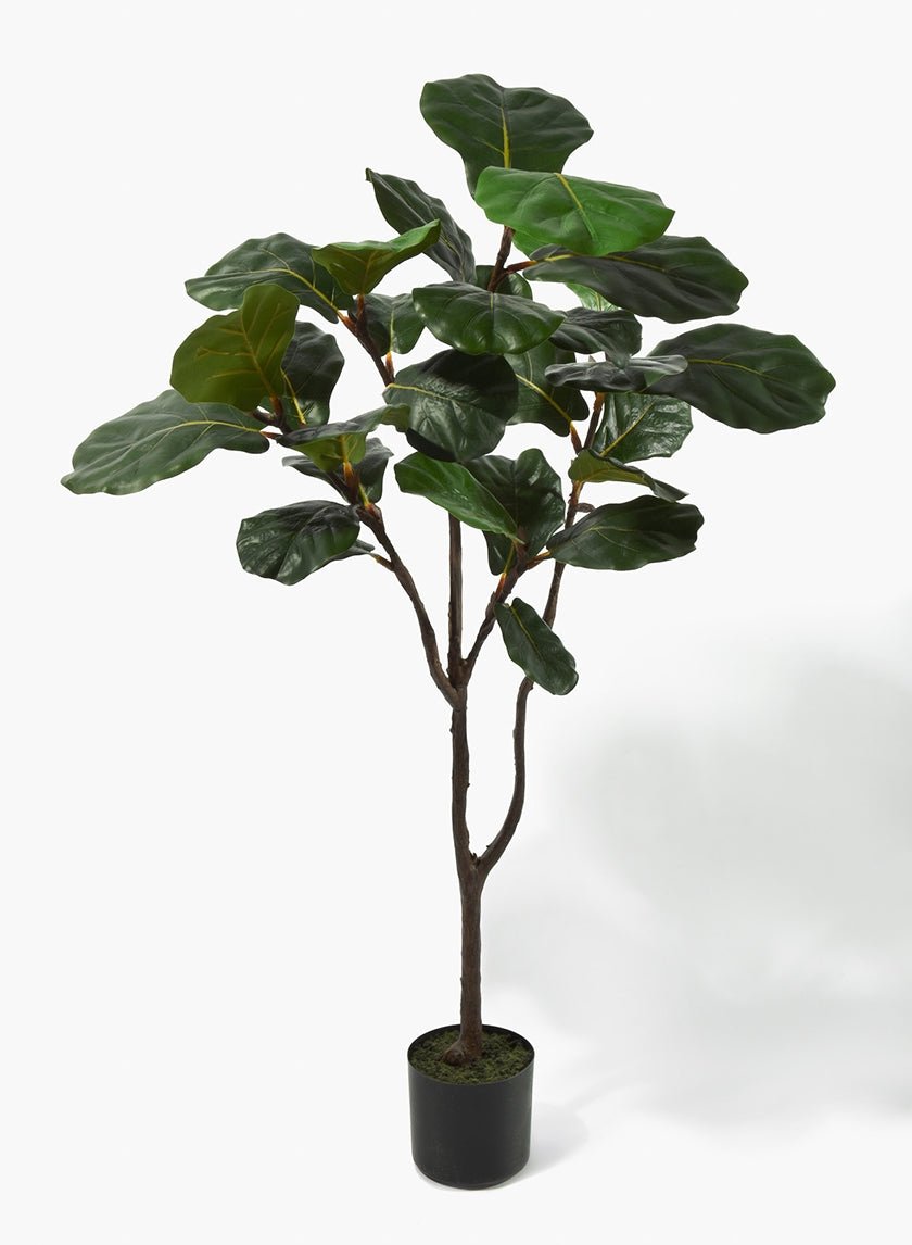 52 in Fiddle - Leaf Fig Tree