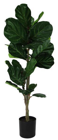 56"H POTTED FIDDLE LEAF FIG **MINIMUM 2** 2 - TONE GREEN