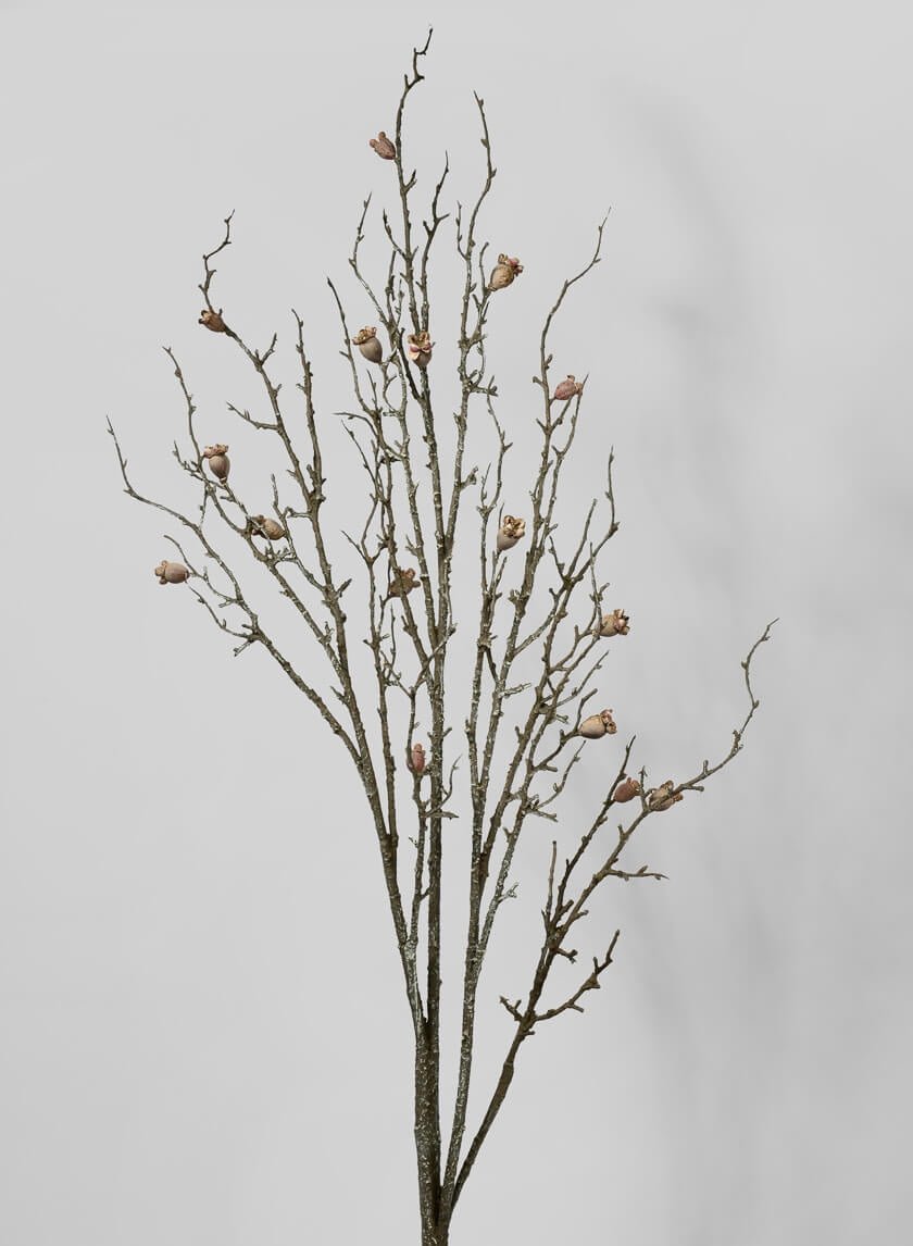 57 in Dried Branch with Pods