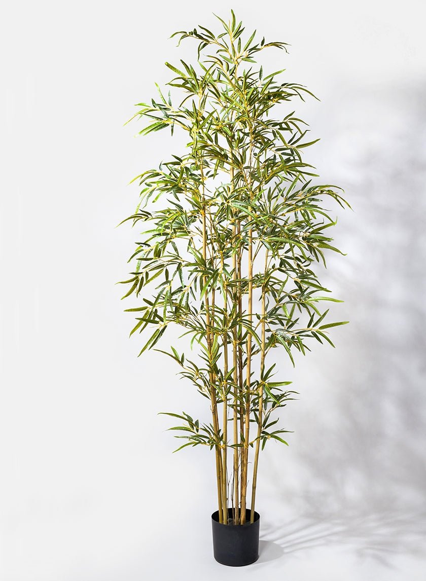 6 ft Pot Bamboo Tree