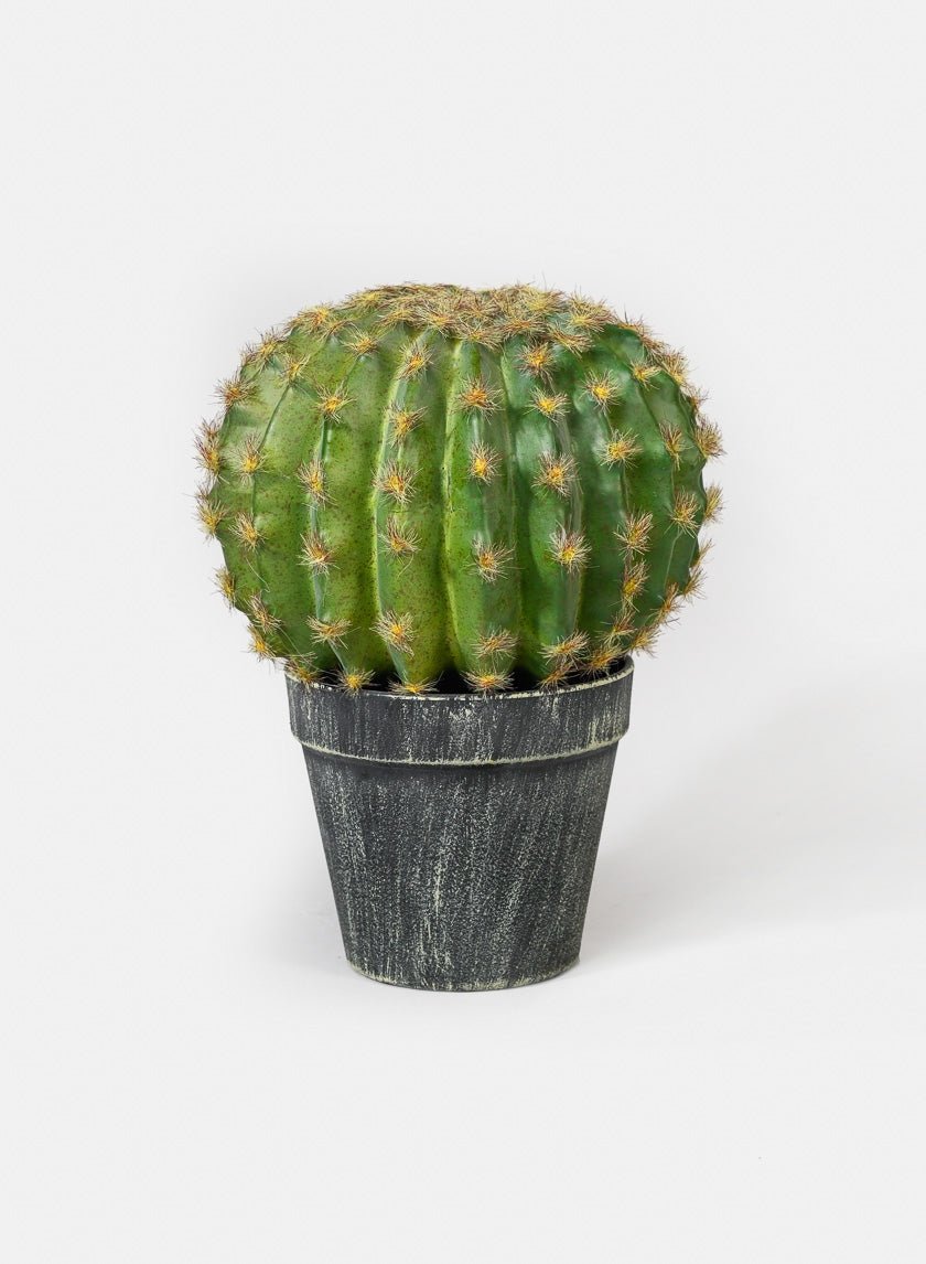 7 in Barrel Cactus