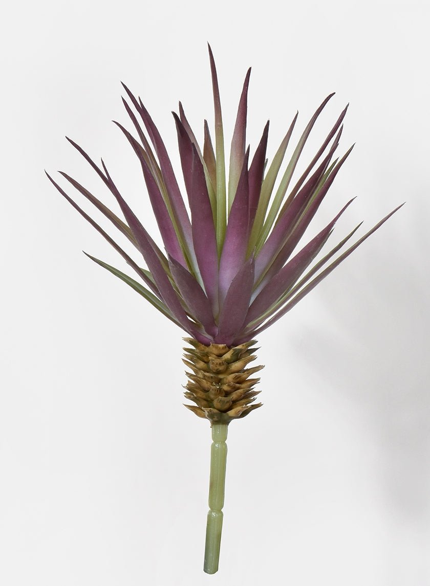 7 ½ in Marginata Pick