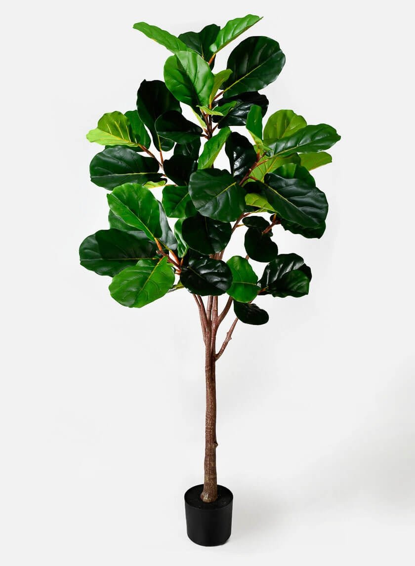 71 in Fiddle Leaf Fig Plant