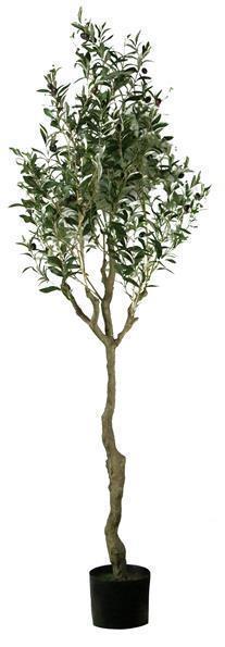 72"H POTTED OLIVE TREE **MINIMUM 2** GREEN