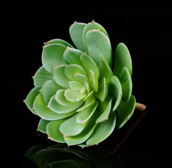 7.5"L UV SHIELD SUCCULENT PICK GREEN WITH BLUE