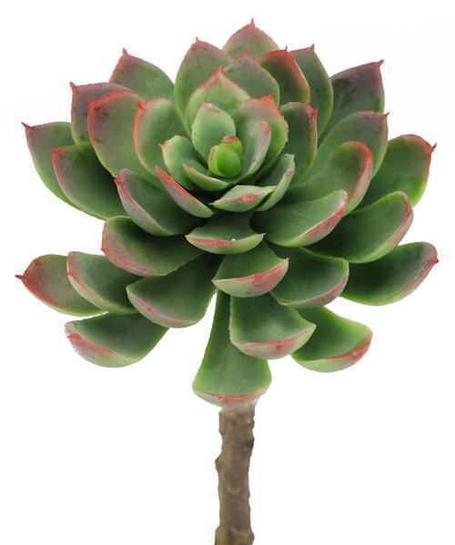 7"L SEDUM PICK GREEN/BURGUNDY