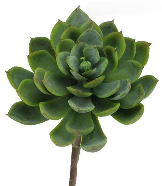 7"L SEDUM PICK GREY/GREEN