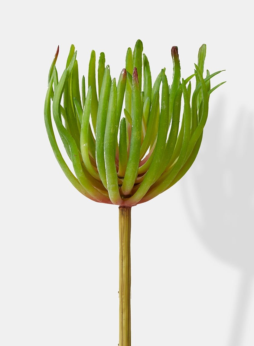 8 in Chalk Stick Succulent