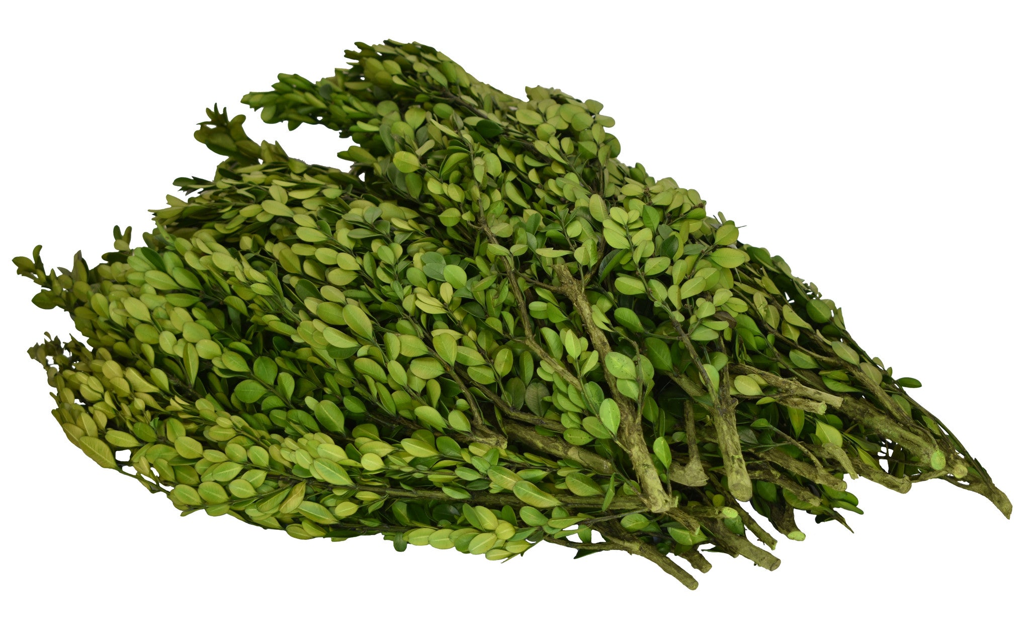 Preserved Boxwood Bulk - 4.4 Lbs 18" Branches