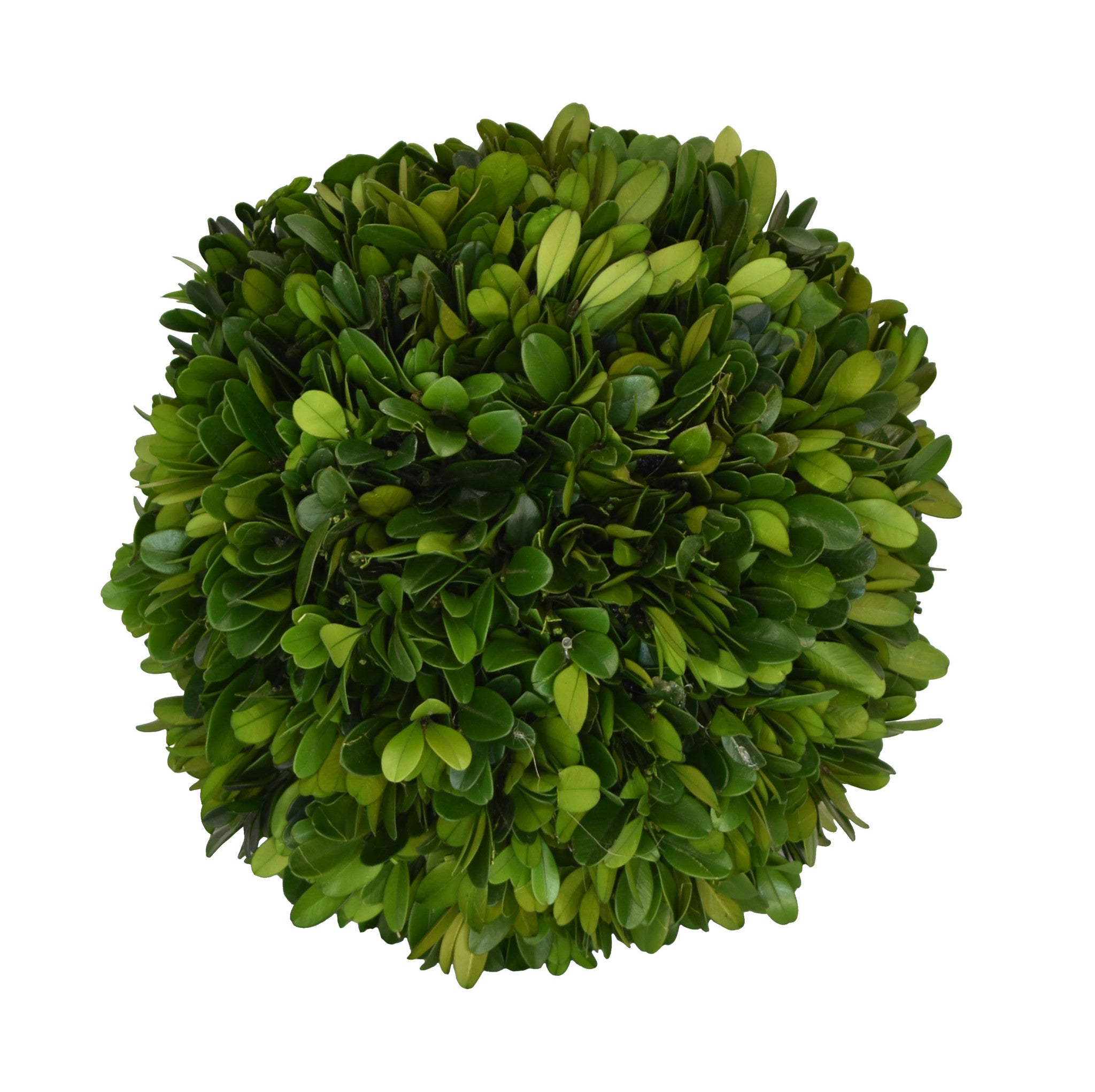 Preserved Boxwood Ball - 8