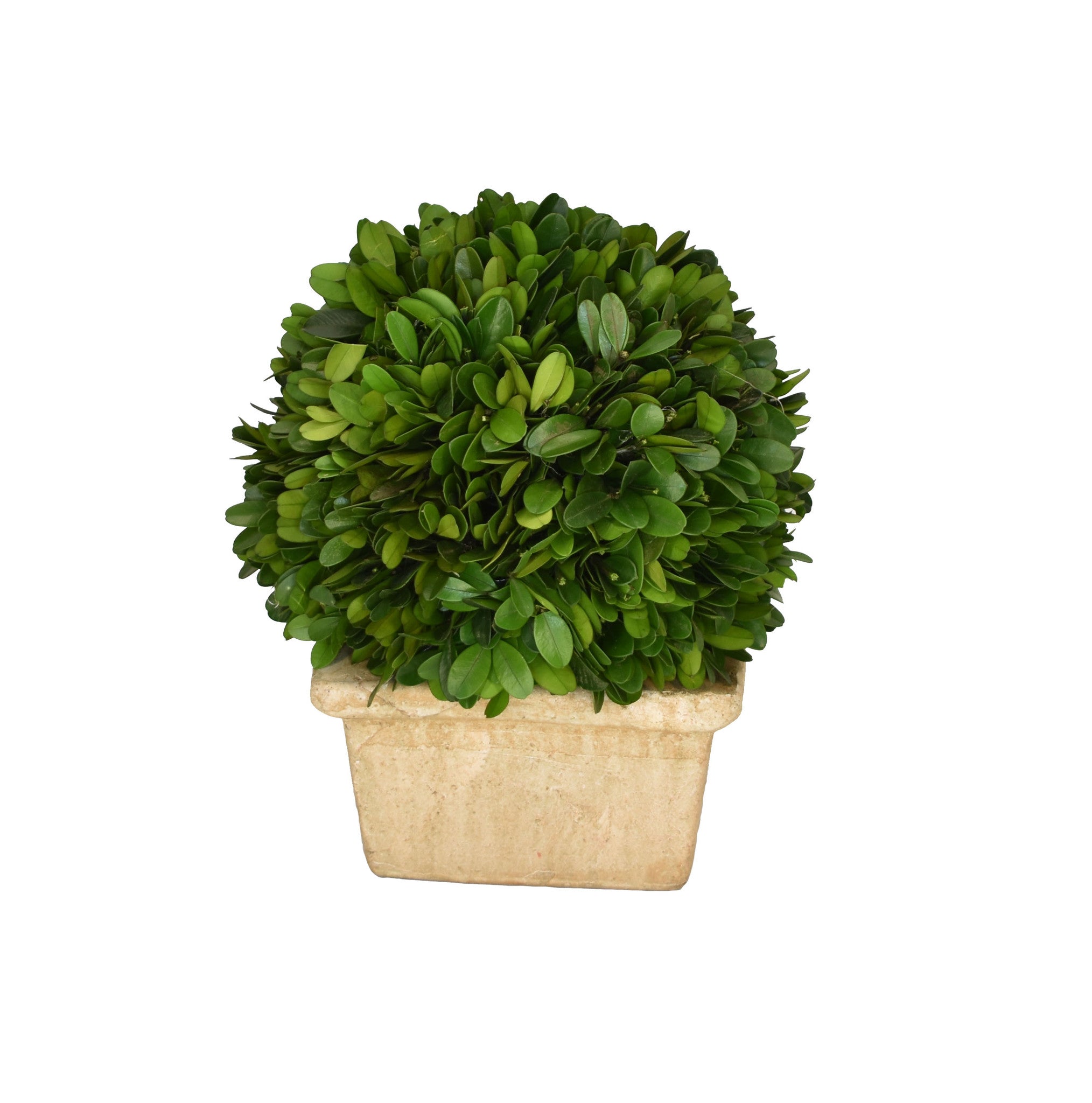 Preserved Boxwood Ball In Square Pot - 8 Inch