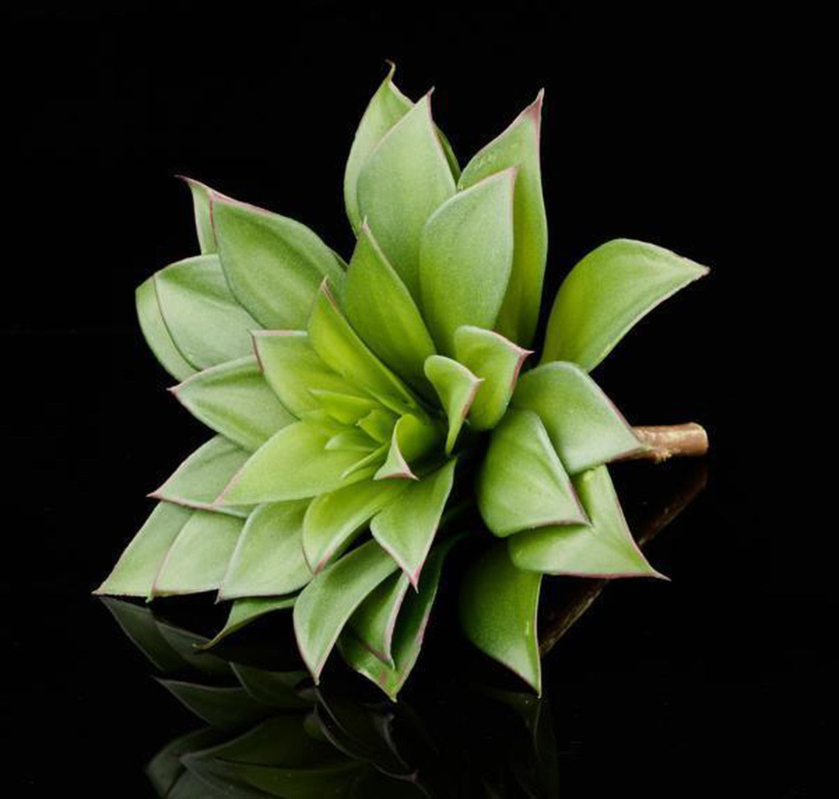 8.5"L UV SHIELD SUCCULENT PICK MULTI GREEN