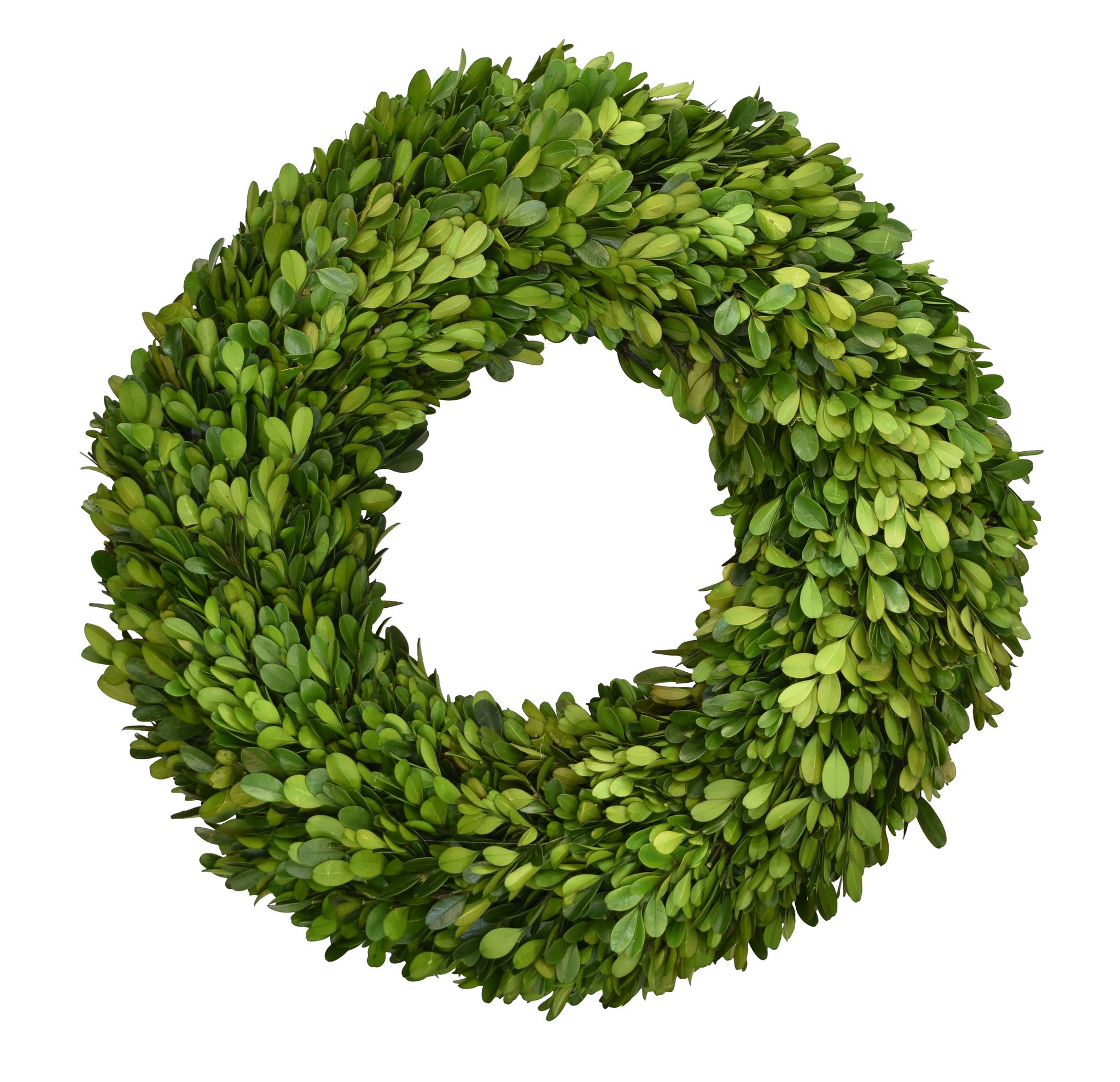 Preserved Boxwood Wreath - 16 Inch
